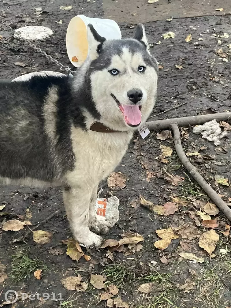 Пропала Хаски девочка на даче СНТ Березка, Саловский сельсовет. | Pet911.ru