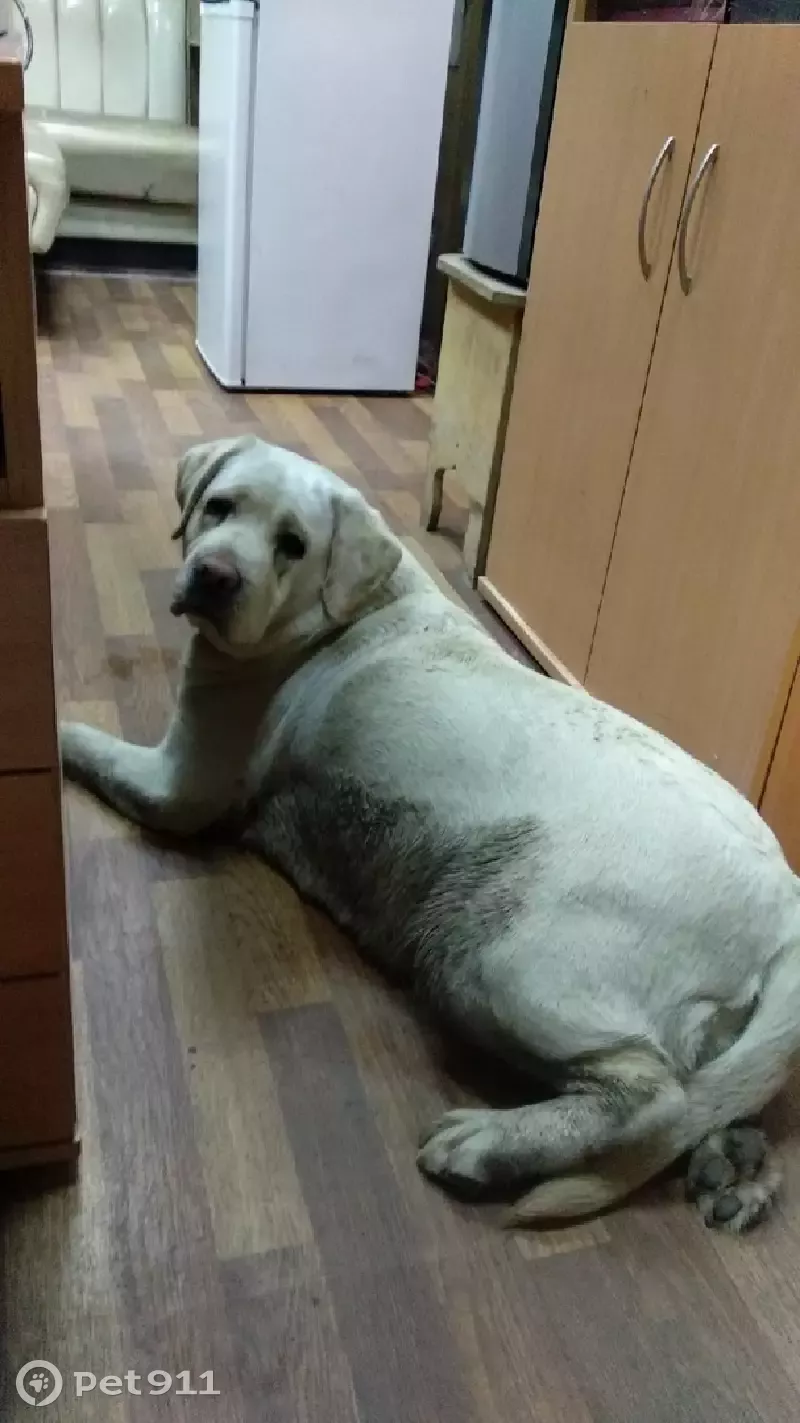 Найдена здоровая собака с клеймом на Щёлковском шоссе.