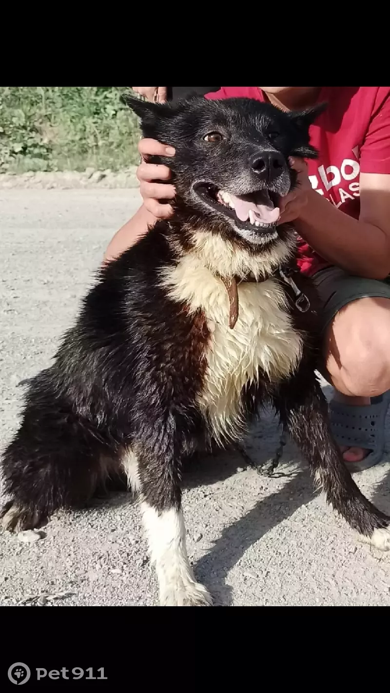 Пропала собака Лайка в Симском городском поселении. | Pet911.ru