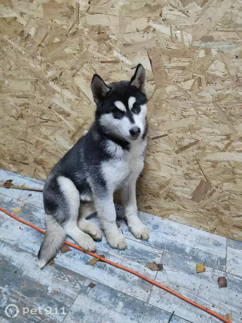 Пропала собака Чак в деревне Троице-Сельцо, Московская область | Pet911.ru