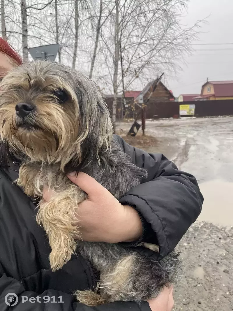 Найдена собака похожая на Йорка на Барнаульской улице, Тюмень | Pet911.ru