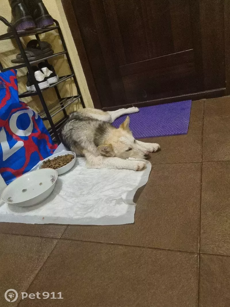 Найдена собачка на Максимовского 10 в Туле - photo