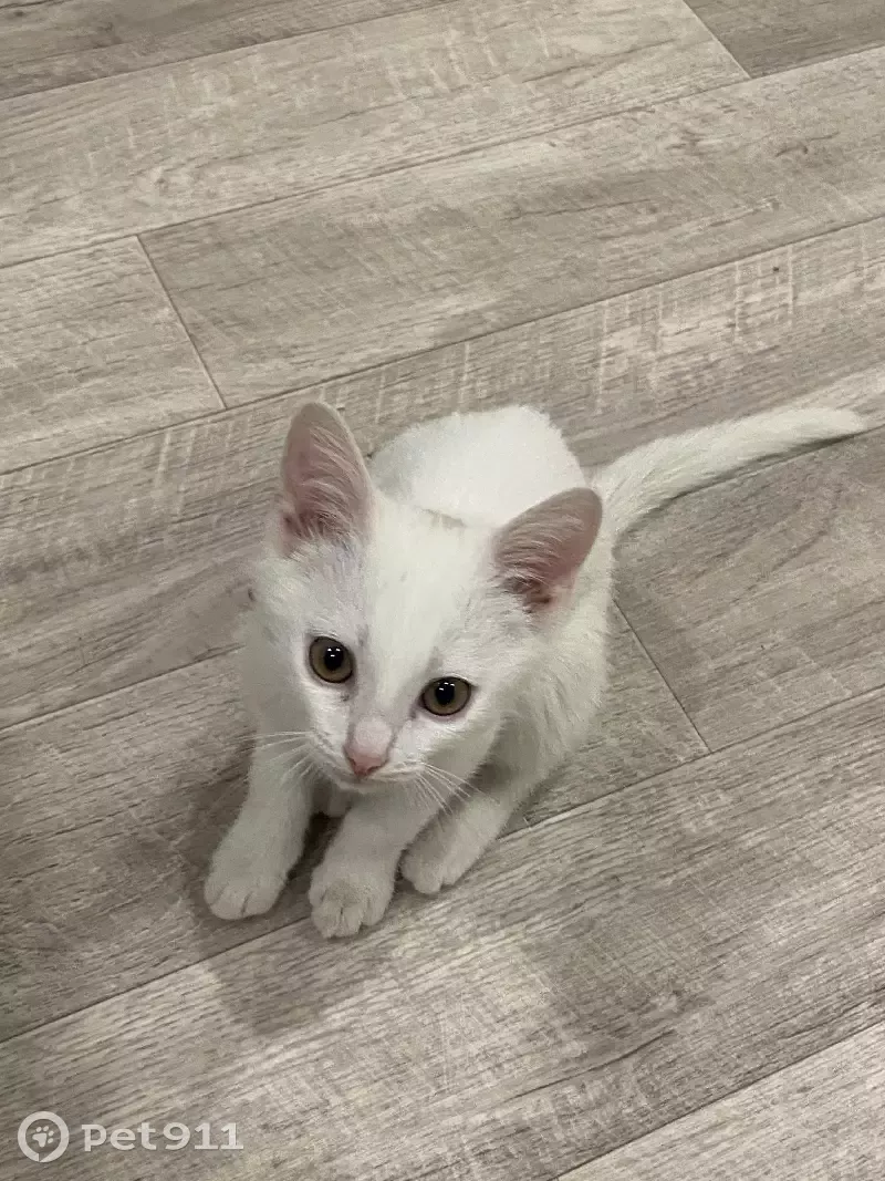 Найдена кошка на Загородной улице, 32А с6, Ухта - photo