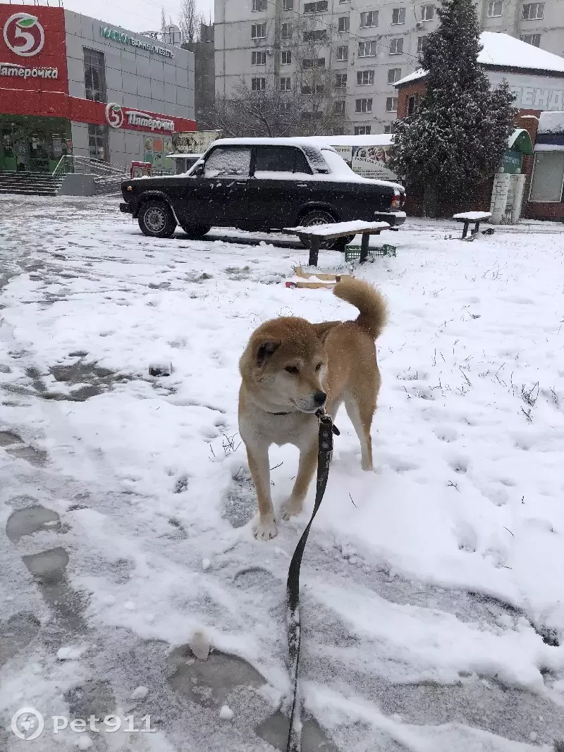 Собака найдена на Владимира Невского, 1, Воронеж | Pet911.ru