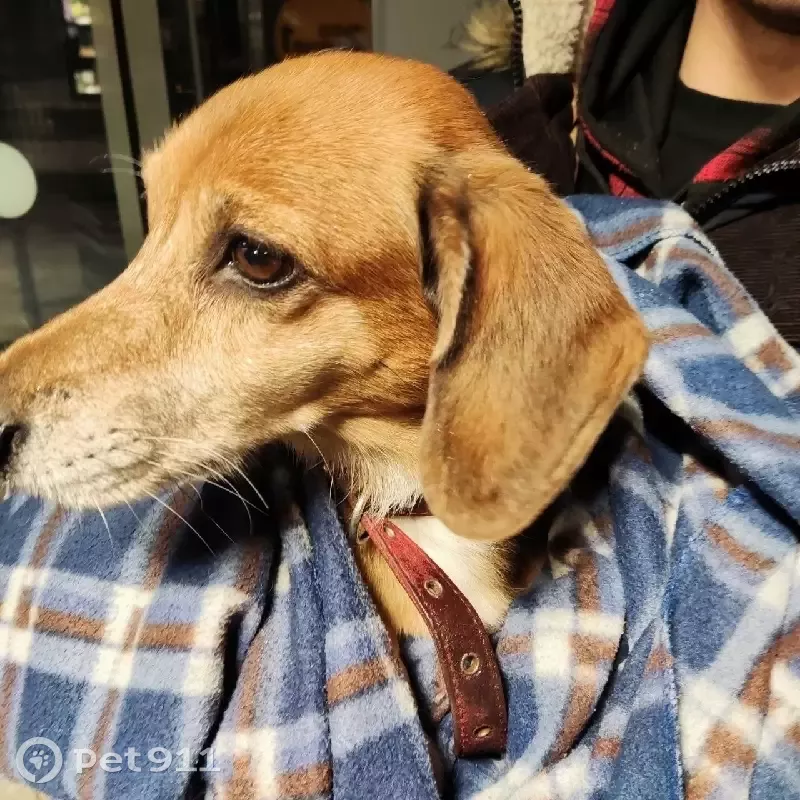 Собака найдена в Зеленограде, район Площади Юности