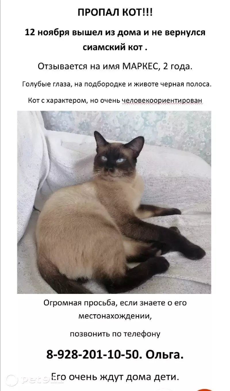 Пропала кошка Тайского кота, Фундучная ул. 128 | Pet911.ru