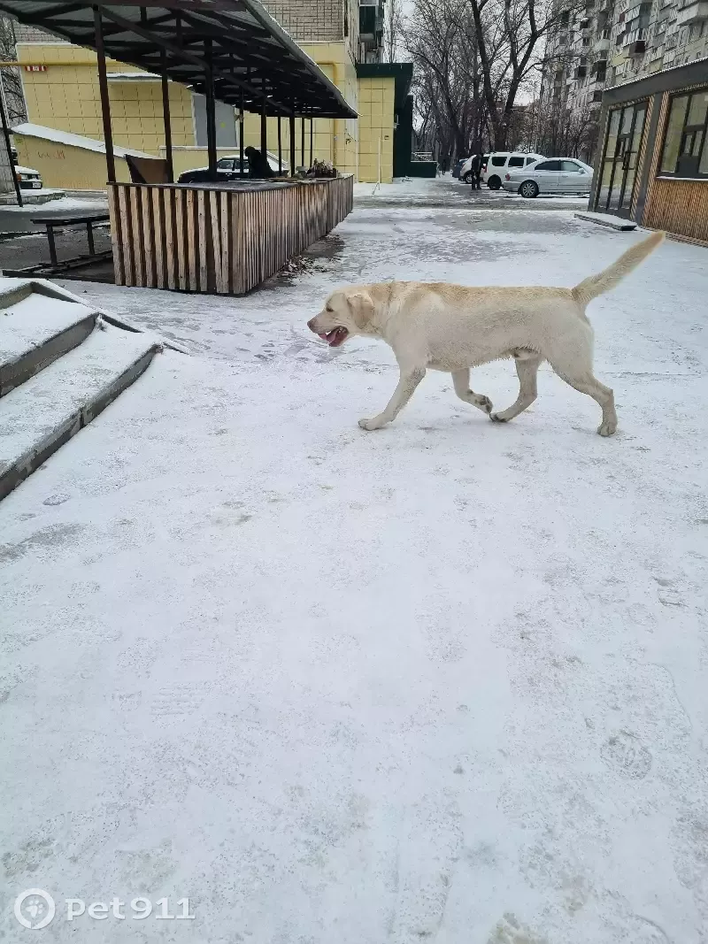 Собака Лабрадор без ошейника на улице Шкатова, 4 в Липецке | Pet911.ru