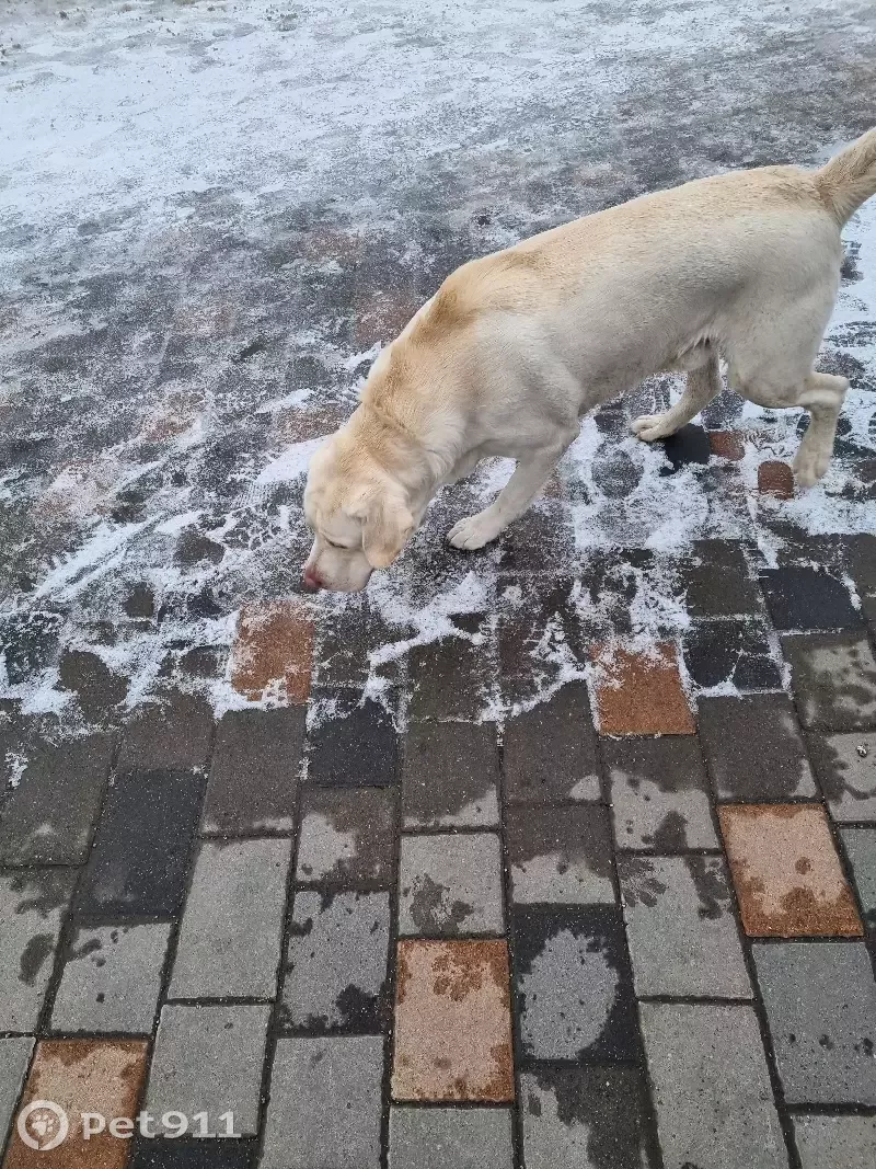 Собака Лабрадор без ошейника на улице Шкатова, 4 в Липецке | Pet911.ru