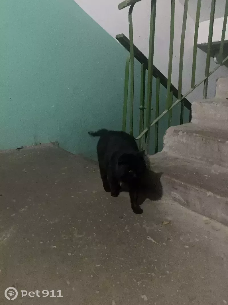 Найдена черная кошка на ул. Родионова 17, Н. Новгород