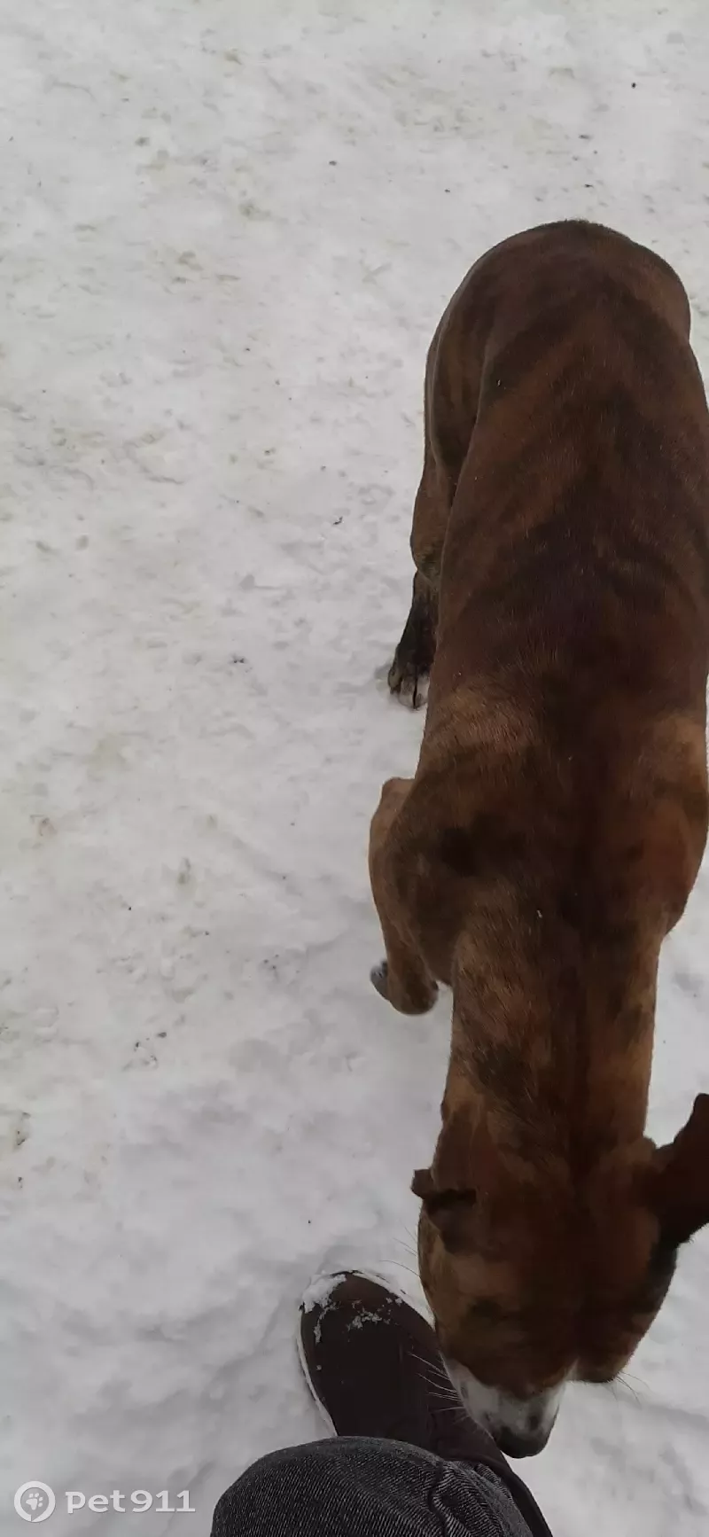 Потерялась собака на ул. Киркижа, 8 в Коврове - photo