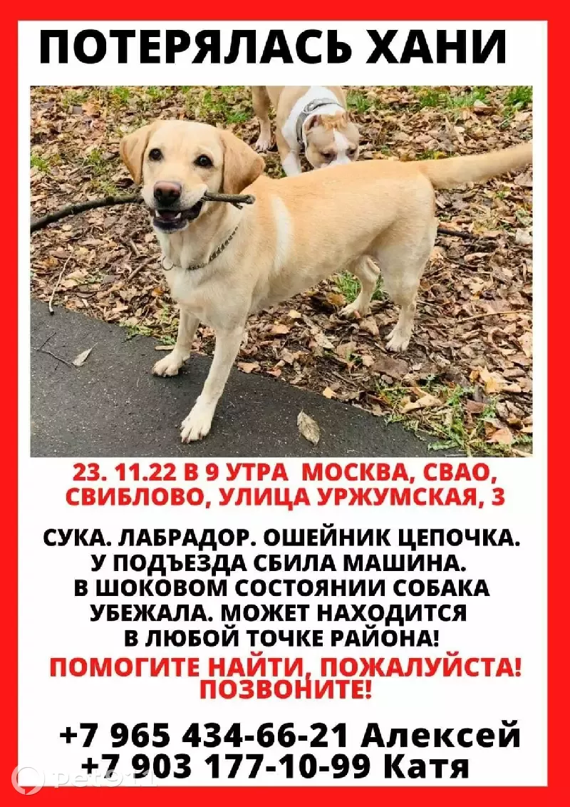 Пропала собака ХАННИ, Уржумская улица, Москва | Pet911.ru