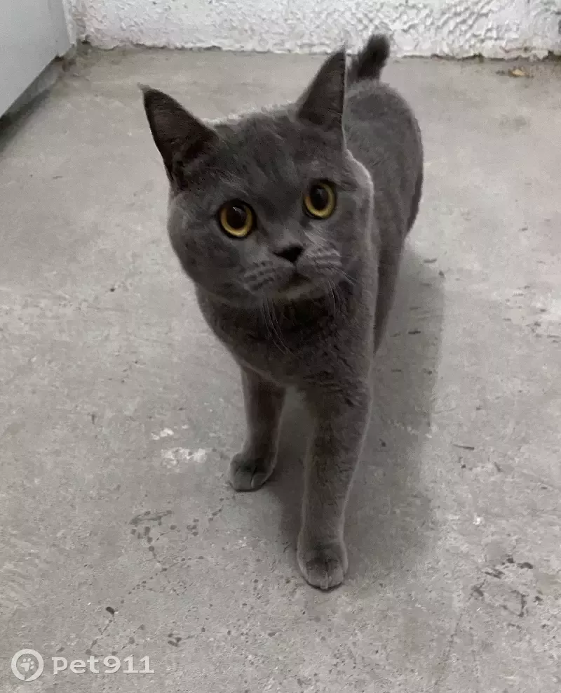 Найден кот в Мытищах на улице Красная Горка, 105