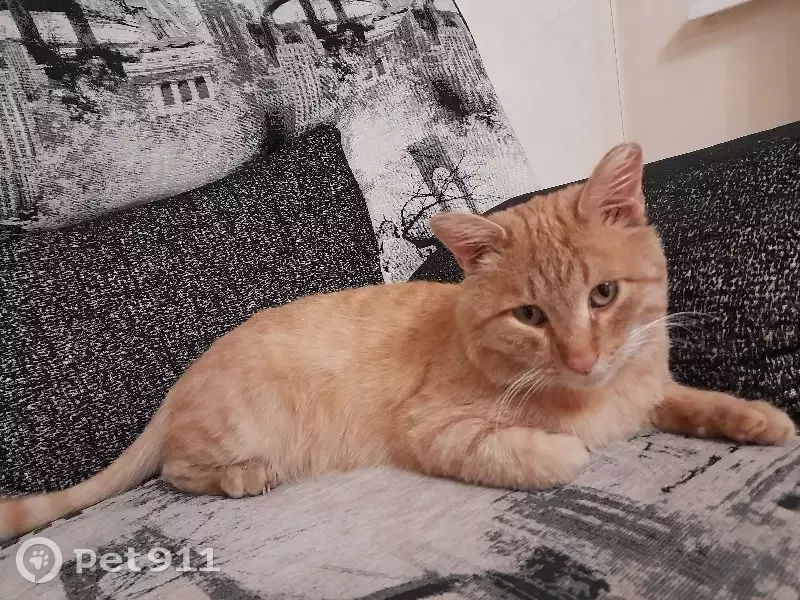 Найден рыжий кот на ул. Бородина 10, ищет нового хозяина