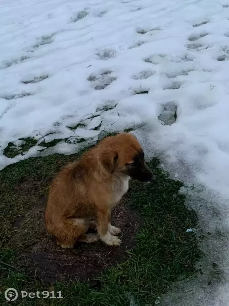 Найдена собака девочка, ул. Советская 14, Климовск | Pet911.ru