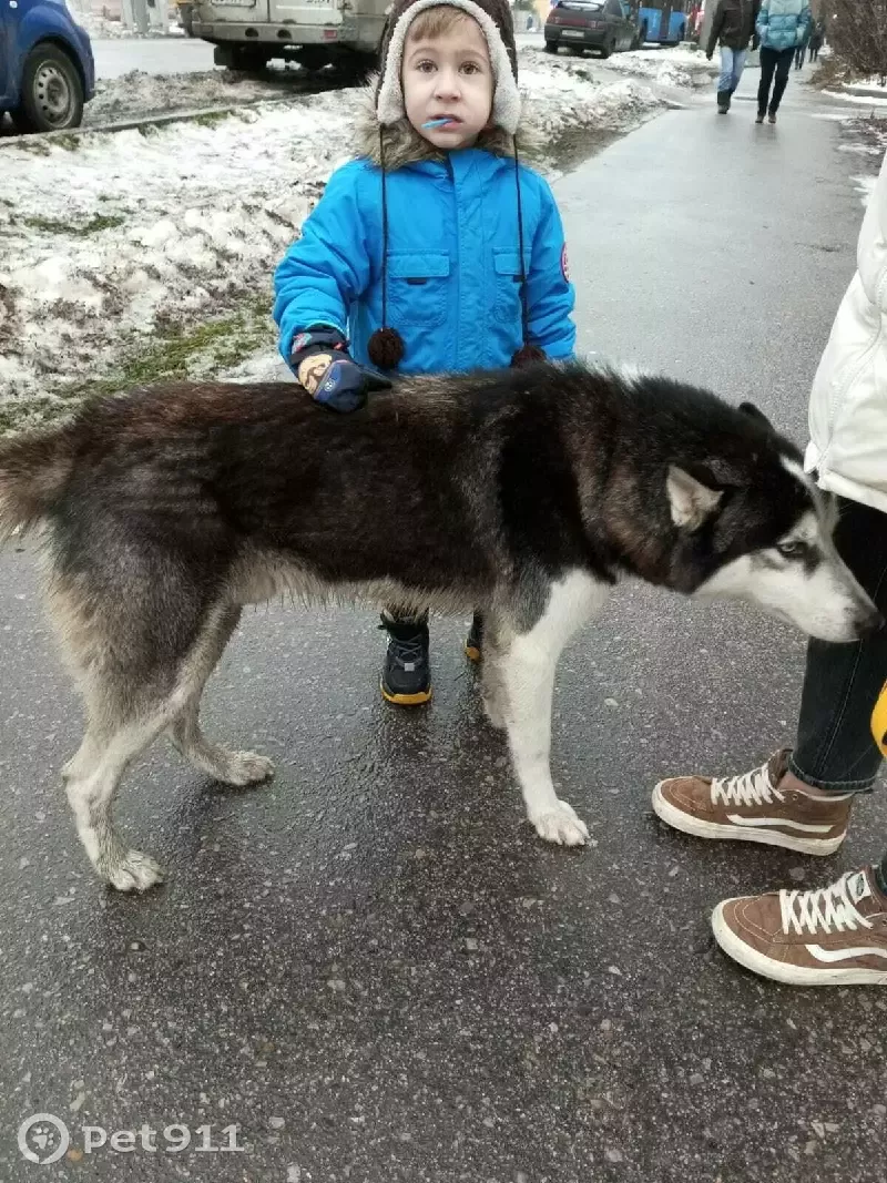 Найден хаски на улице Болдина, 98 в Туле | Pet911.ru