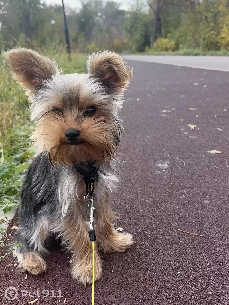 Пропал йоркширский терьер Арчик на Ржевской улице, Воронеж. | Pet911.ru