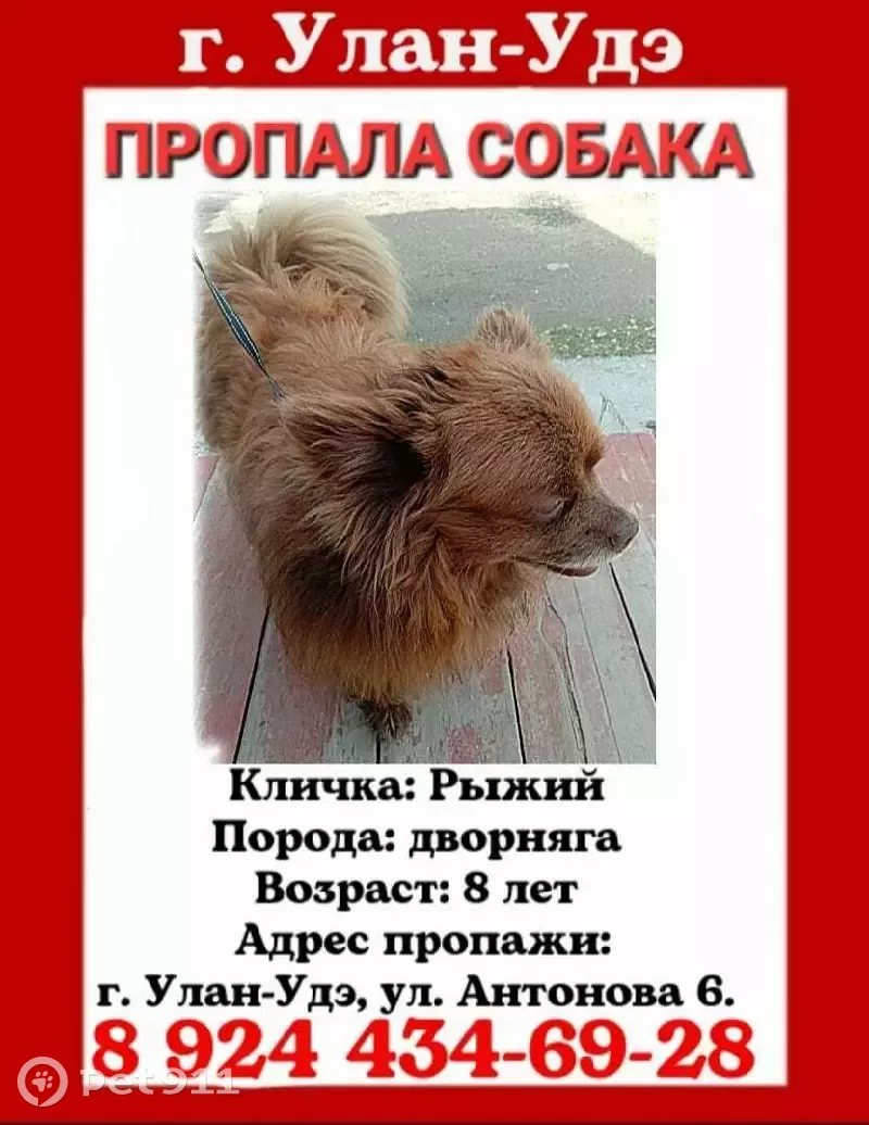 Пропала собака кобель, каштанового окраса, адрес: Улан-Удэ, ул. Туполева,  13 | Pet911.ru