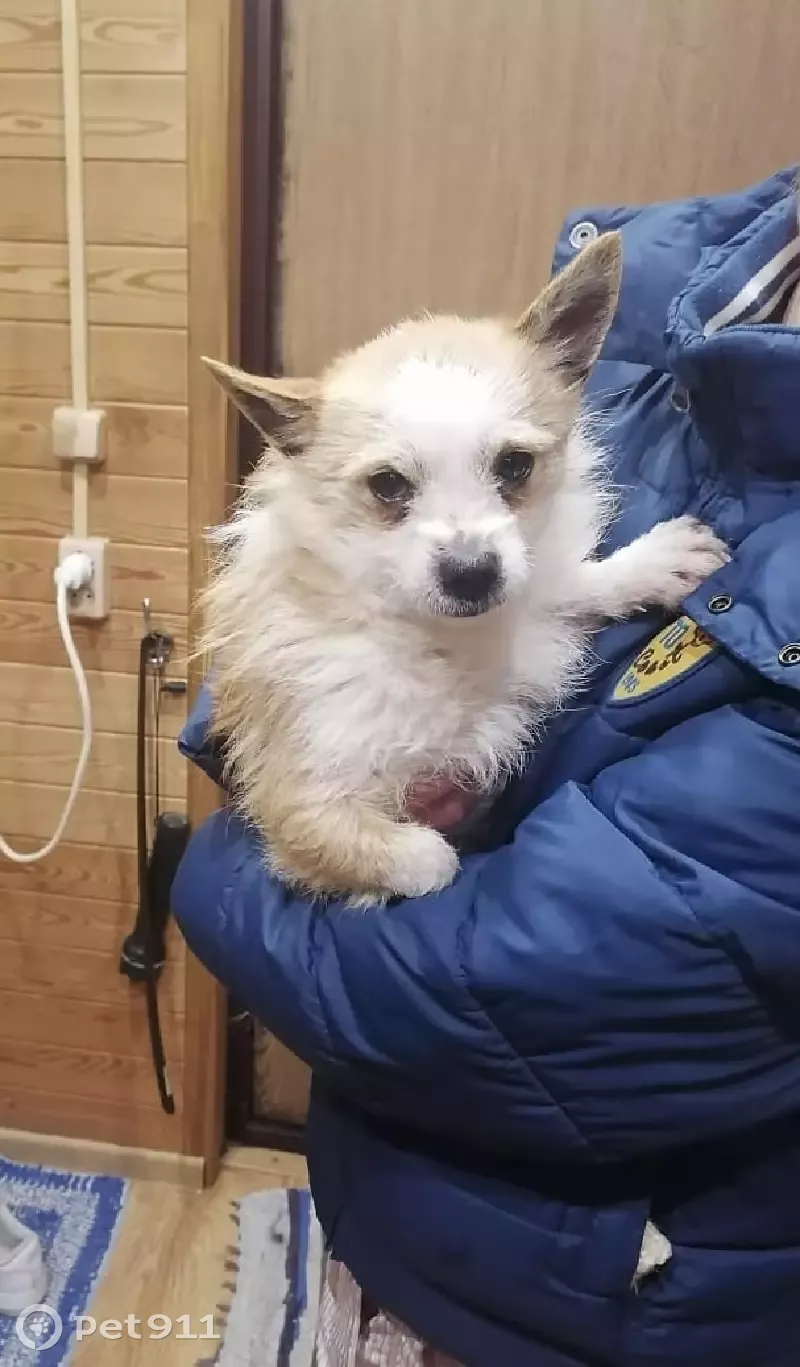 Найдена бело-рыжая собака на Хлебозаводском переулке, 15, Дубна - photo