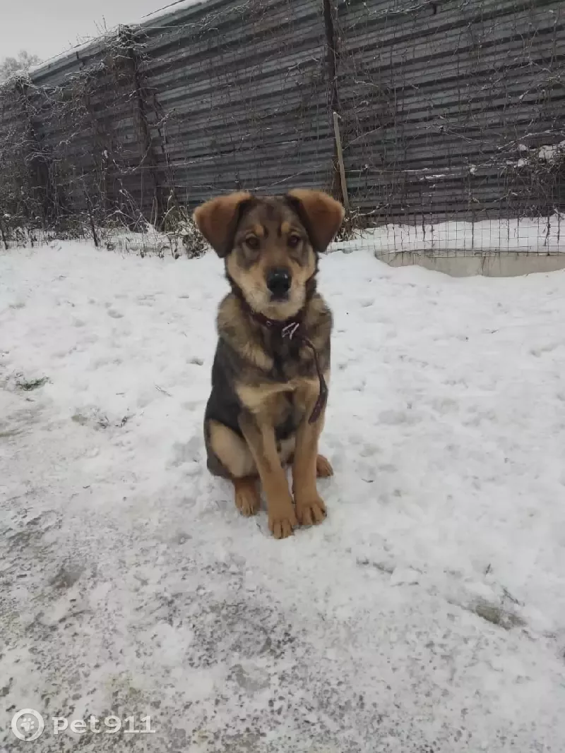 Найдена собака в Еганово, нужен дом 🐶❤️ | Pet911.ru