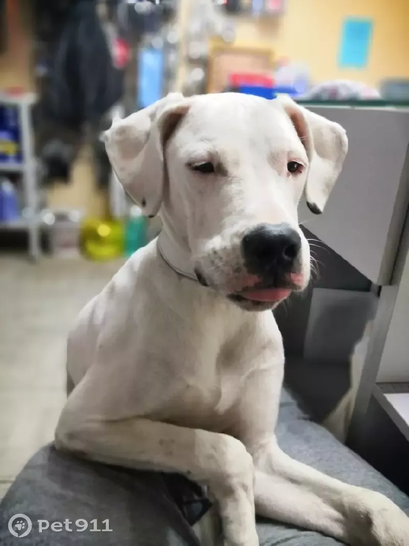 Собака Аргентинского дога на ул. Уральской, Краснодар - photo