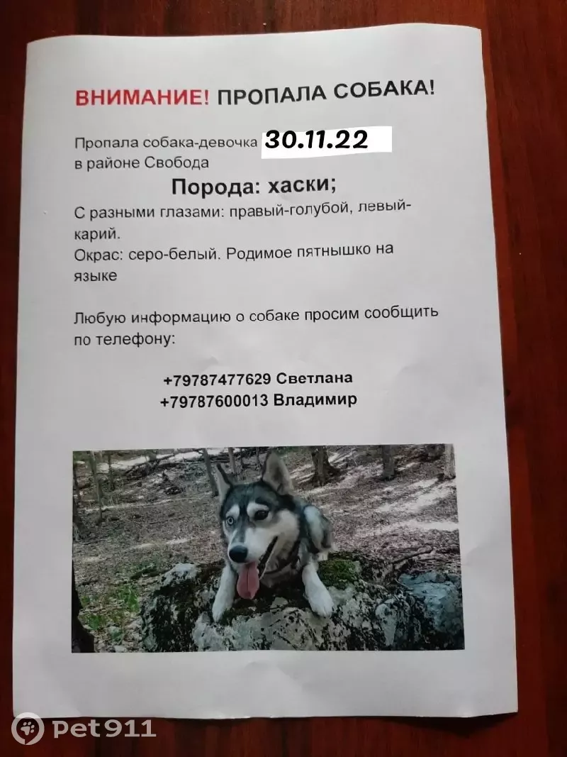 Пропала собака Хаски на улице Отважных, Крым | Pet911.ru