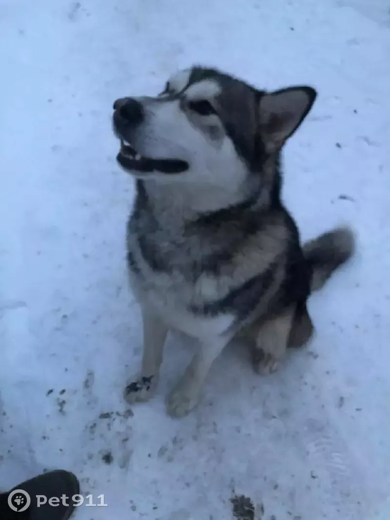 Собака найдена на Щёлковском шоссе 5, Медвежьи Озёра