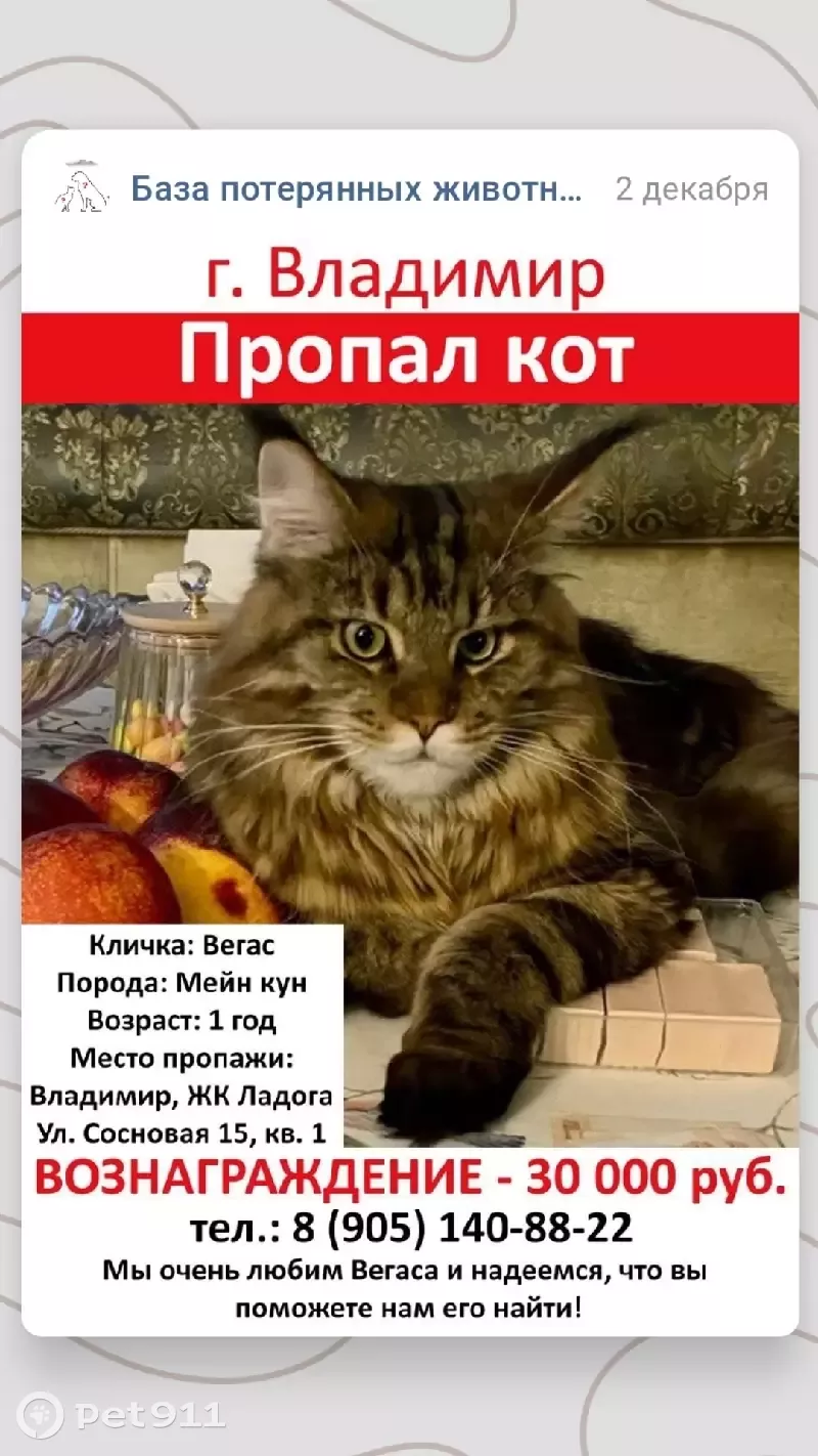 Пропал кот породы мейн-кун на Лесной улице, Владимирская область | Pet911.ru