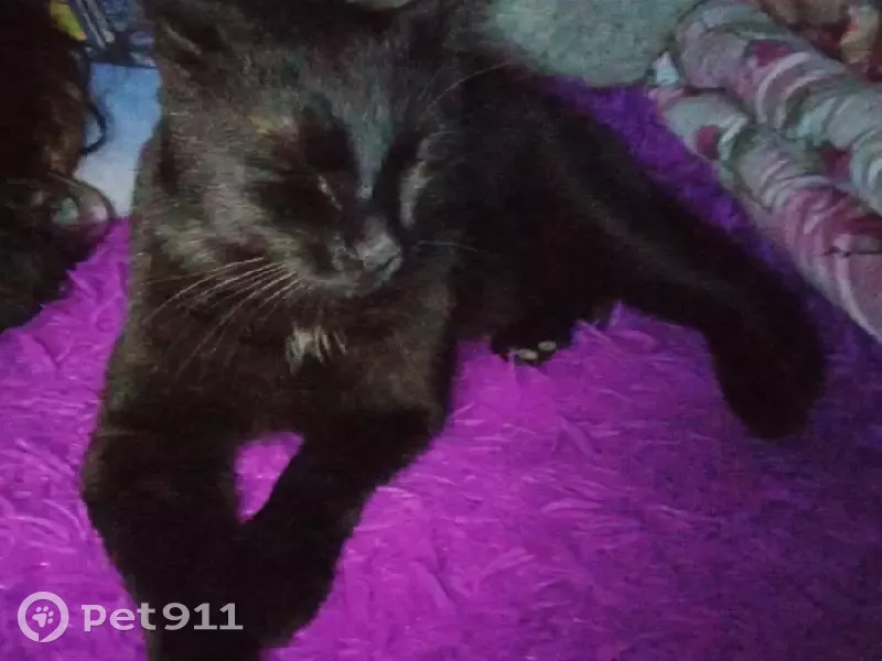 Пропала кошка Маркиз на улице Бориса Алексеева, 2А, Астрахань