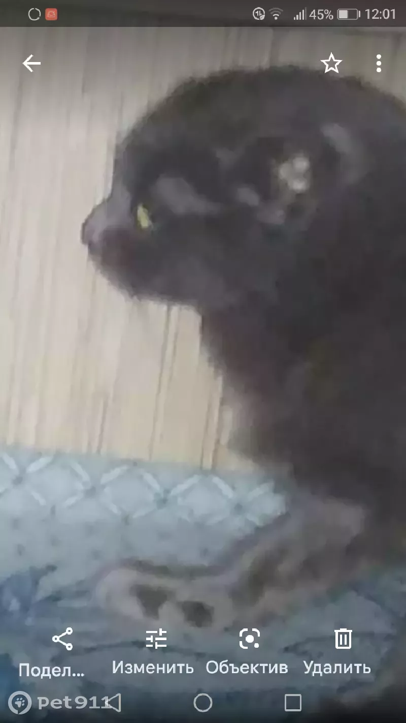 Пропала кошка на Красной улице, 113, г. Каменск-Шахтинский - photo