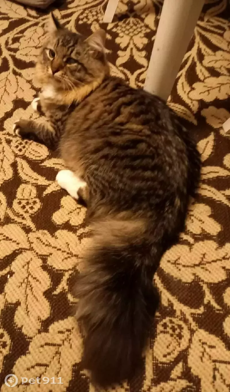 химки кот. мусечку. коты в июле. 3 кота по кошачью. найден кот кошка +химки.