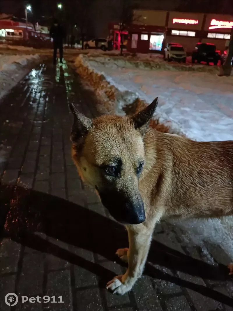 Найдена собака у Белых Столбов на ул. Ленина, Домодедово | Pet911.ru