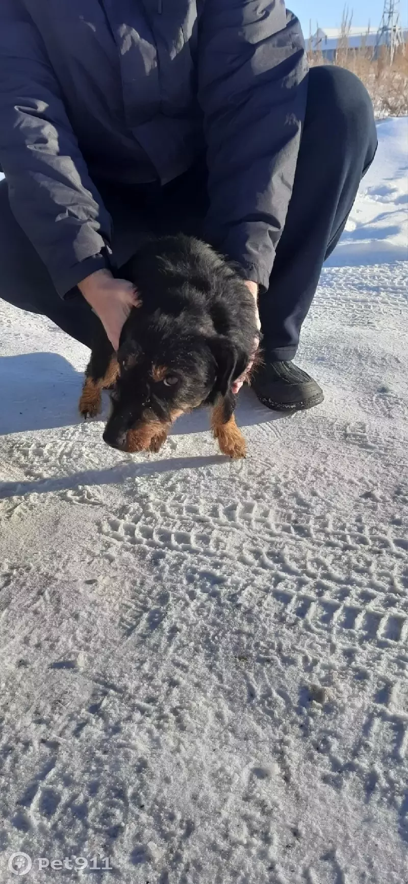 Найдена собака на ул. Белова, 19 в Сибае | Pet911.ru