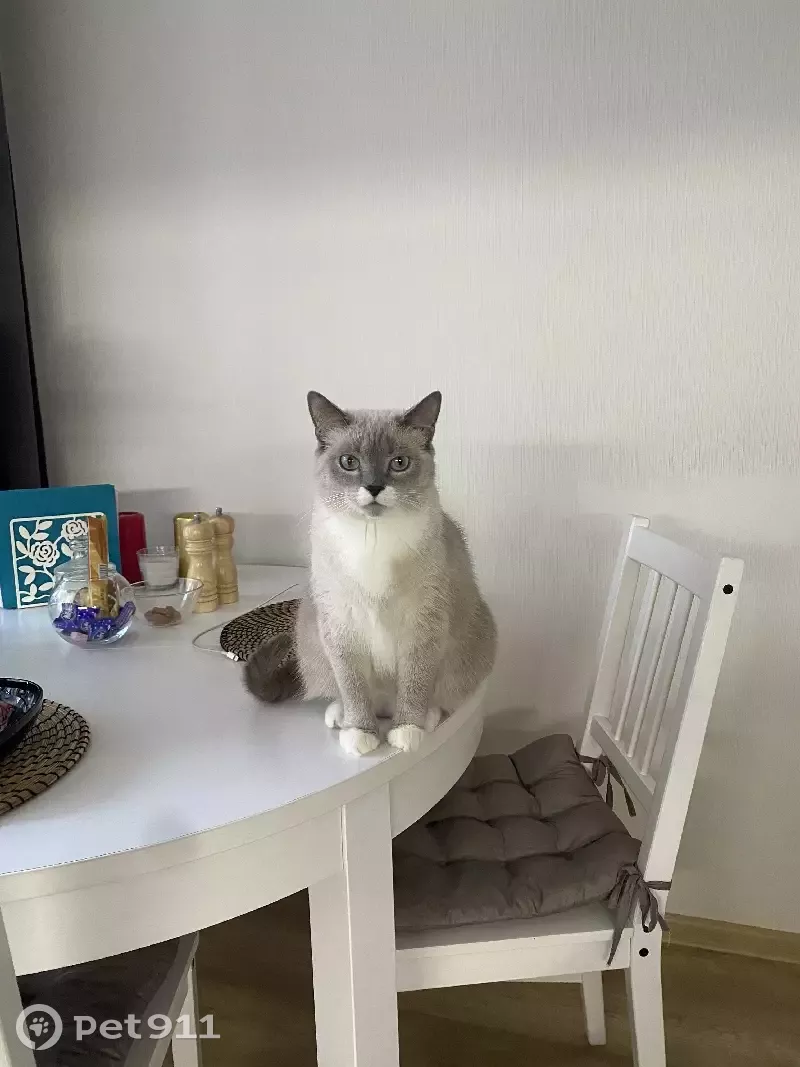 Пропала кошка на Бухарестской улице - photo