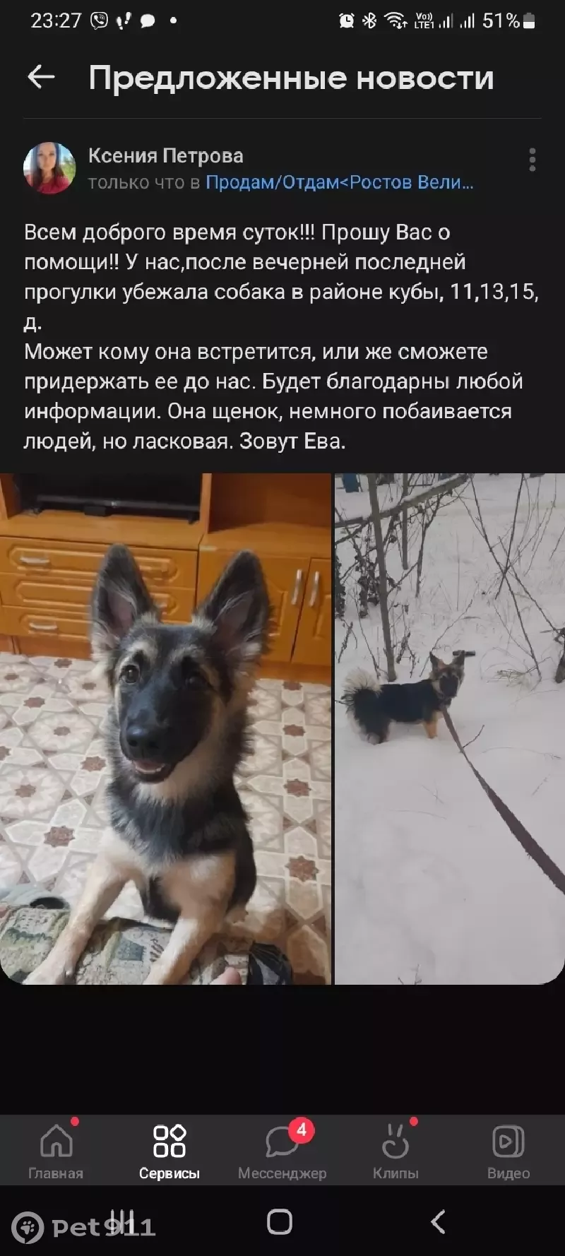 Пропала собака в Ростове на 11 | Pet911.ru