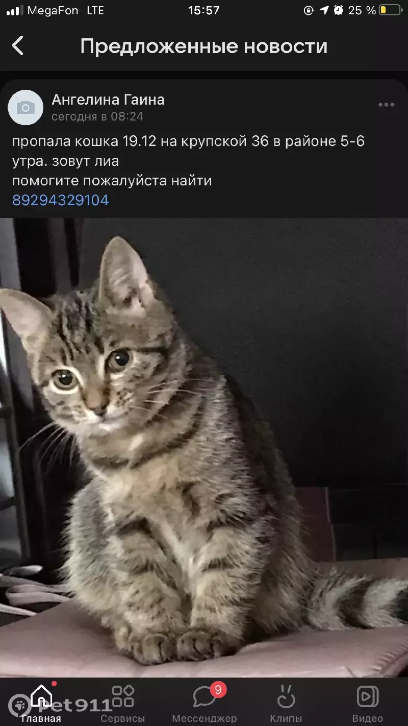 Пропала кошка Лия, ул. Крупской 36, Братск | Pet911.ru