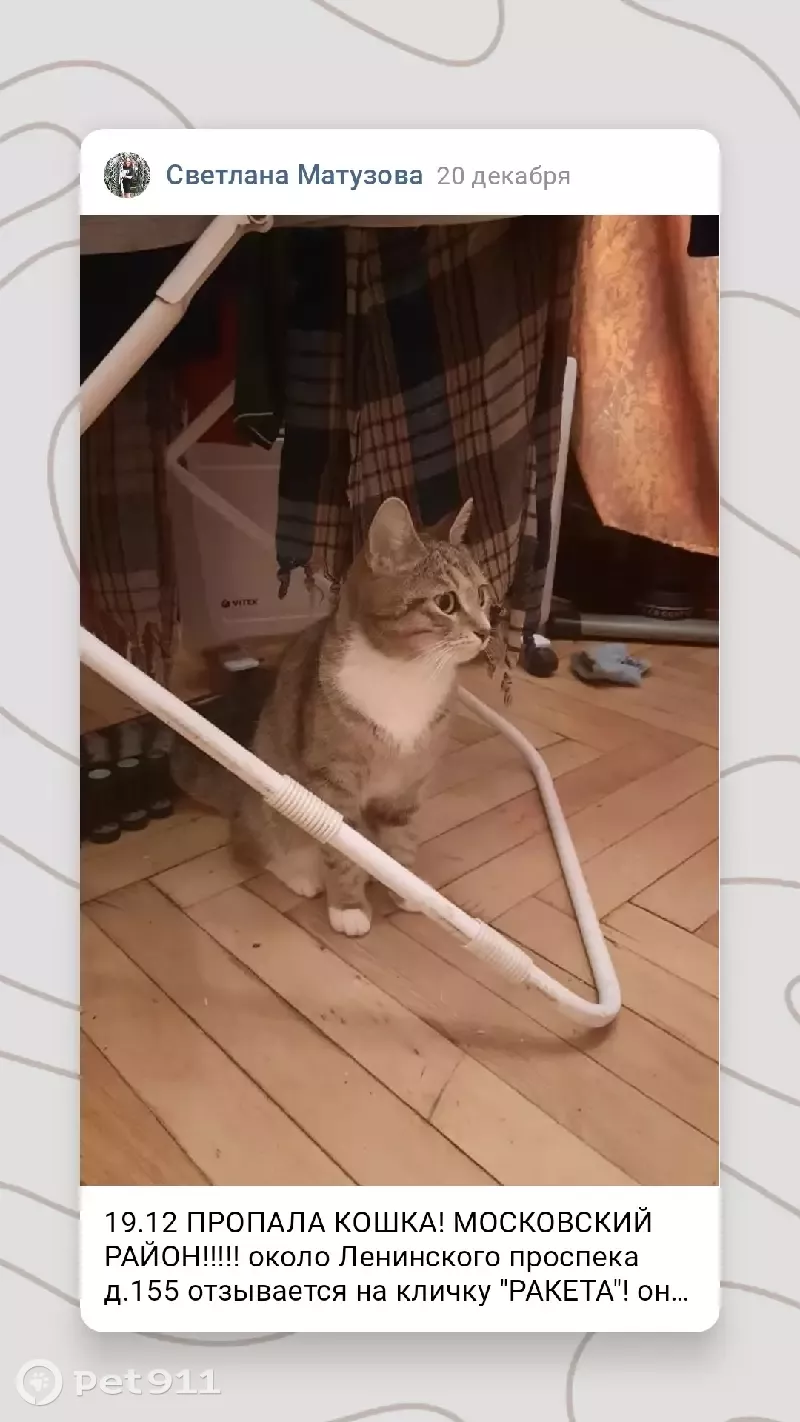 Пропала кошка РАКЕТА, Ленинский проспект 155 - photo