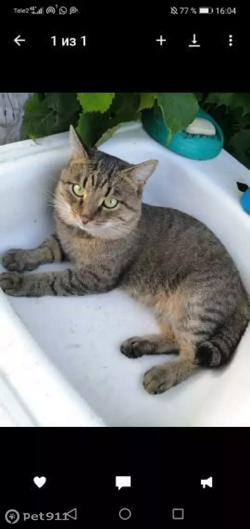 Пропала кошка на ул. Адоратского, 33А - photo