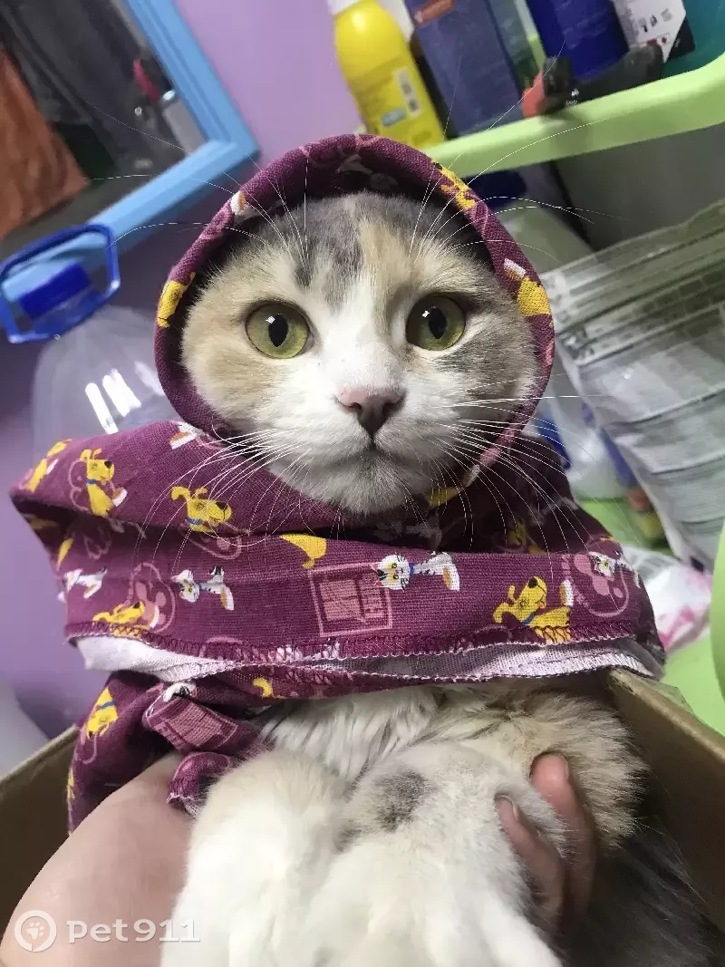 Пропала кошка Люся на Ленина 209! 🐱 | Pet911.ru