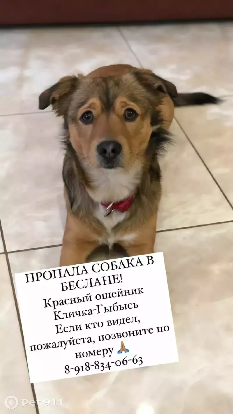 Пропала собака с красным ошейником на Привокзальной улице, 29, Беслан - photo