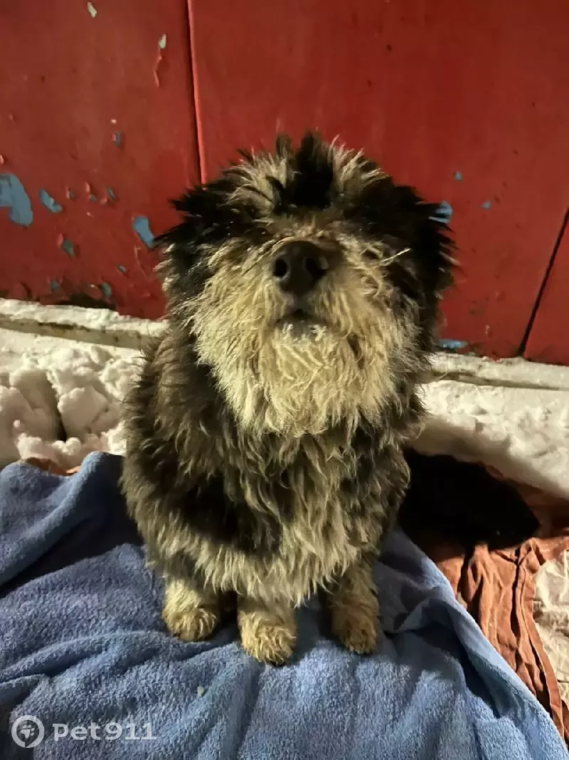 Собака Малыш найдена на Томской улице в Киселёвске. - photo