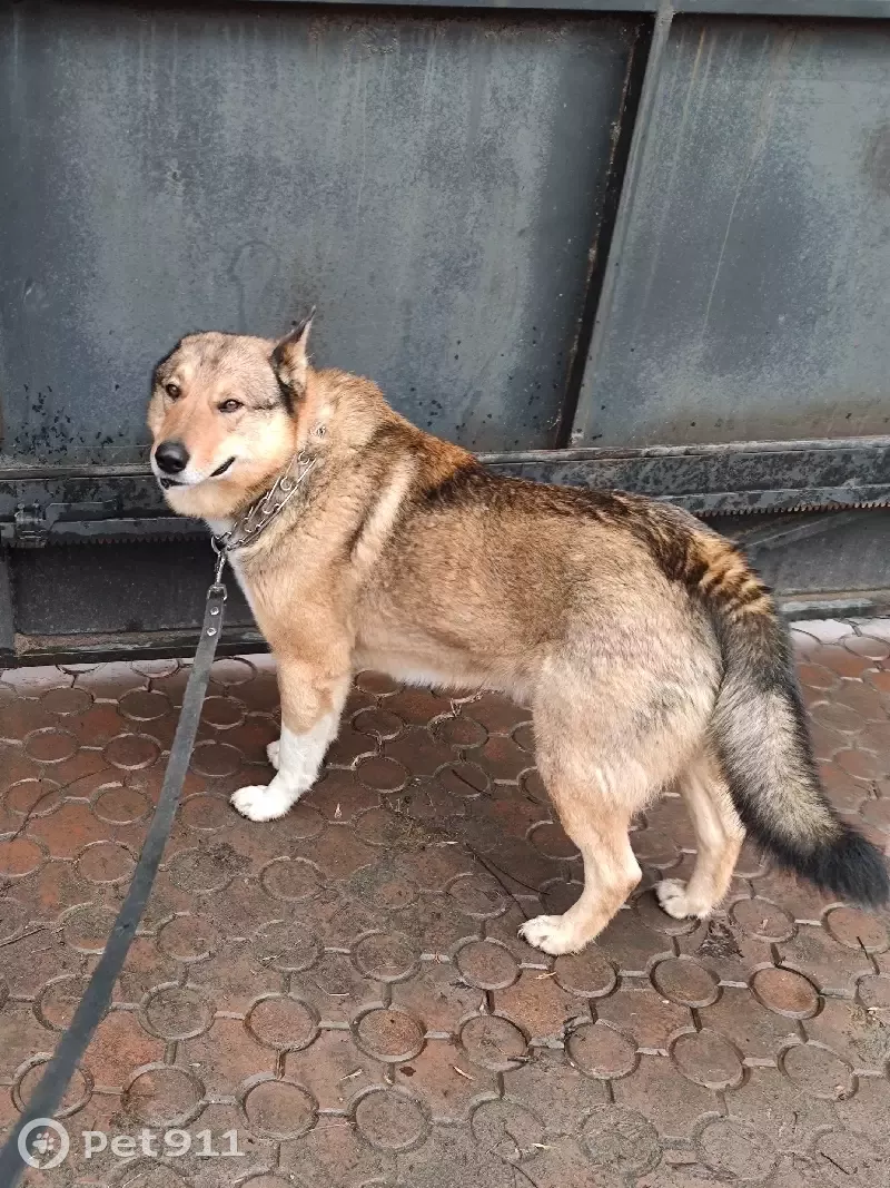 Пропал пёс Мухтар в Котляково, Московская область | Pet911.ru