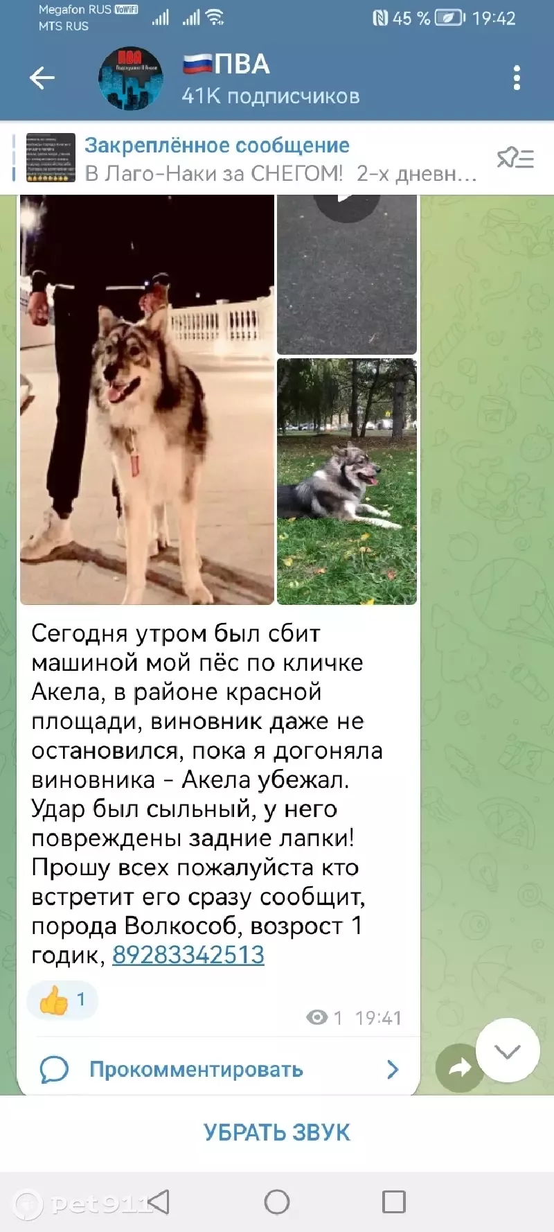 Пропала собака Волкособ на улице Астраханская, 99 в Анапе | Pet911.ru