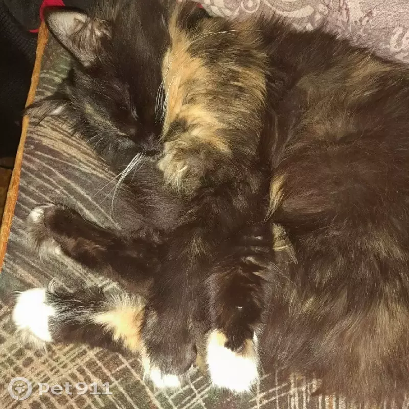 Пропала кошка на проспекте Наставников, 46 к2, Санкт-Петербург - photo