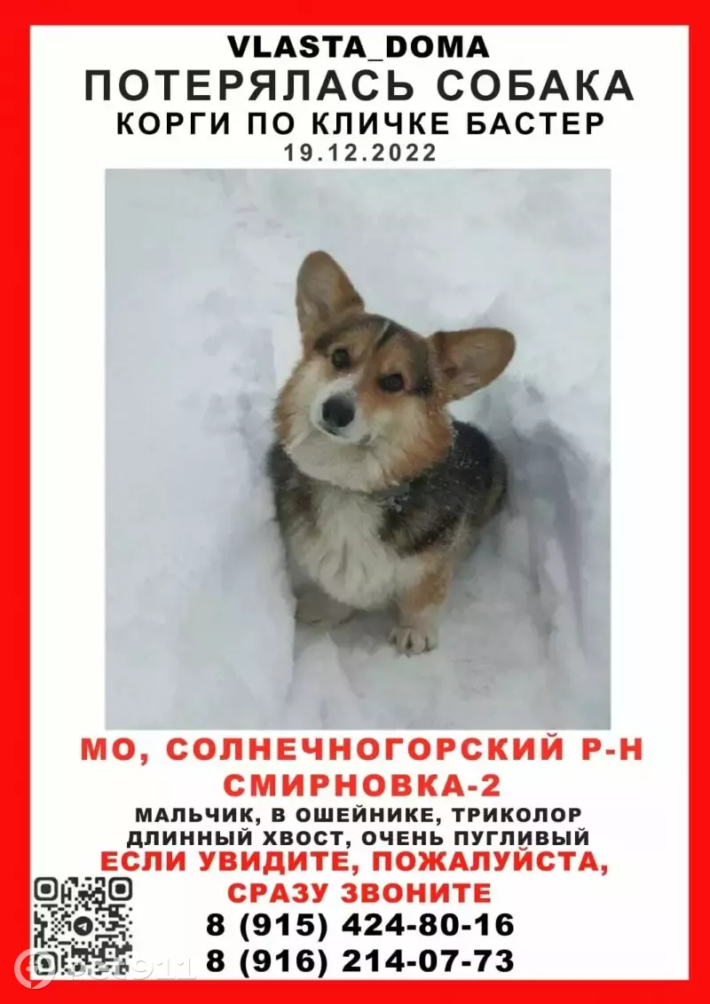 Пропал корги на 2-й Смирновке, МО. | Pet911.ru