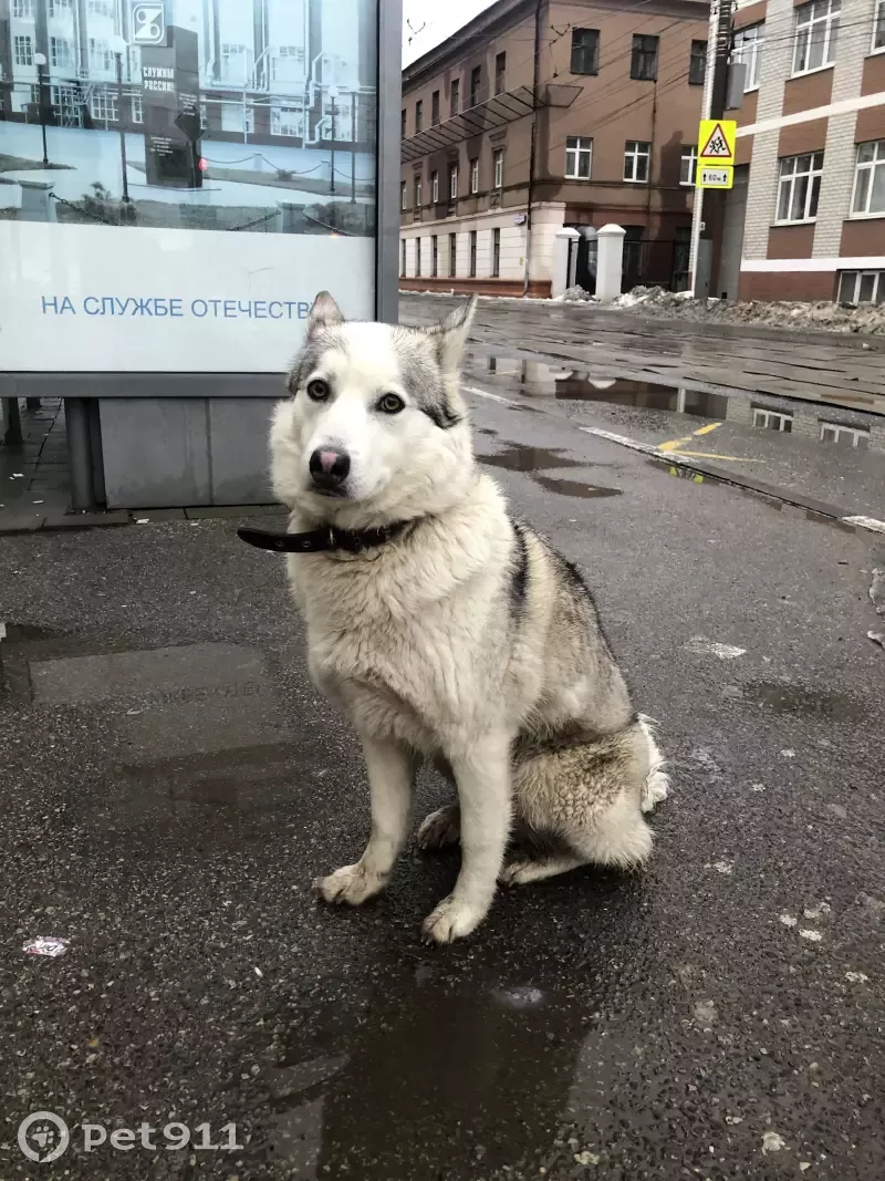 Собака на остановке, ул. Коминтерна, Тула | Pet911.ru