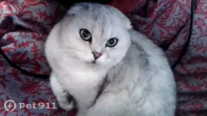 Пропал котик на Санаторной, породы шотландский вислоухий, белая шиншилла. |  Pet911.ru