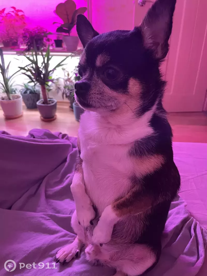 Пропала собака Ричард на Костюшко 13к1 - photo