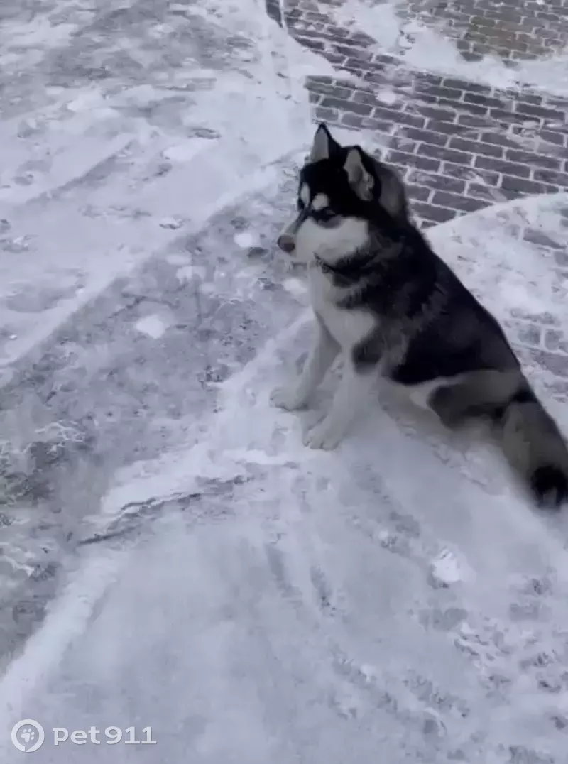 Найдена собака возле дома, Тихий проезд 2, Тюмень | Pet911.ru