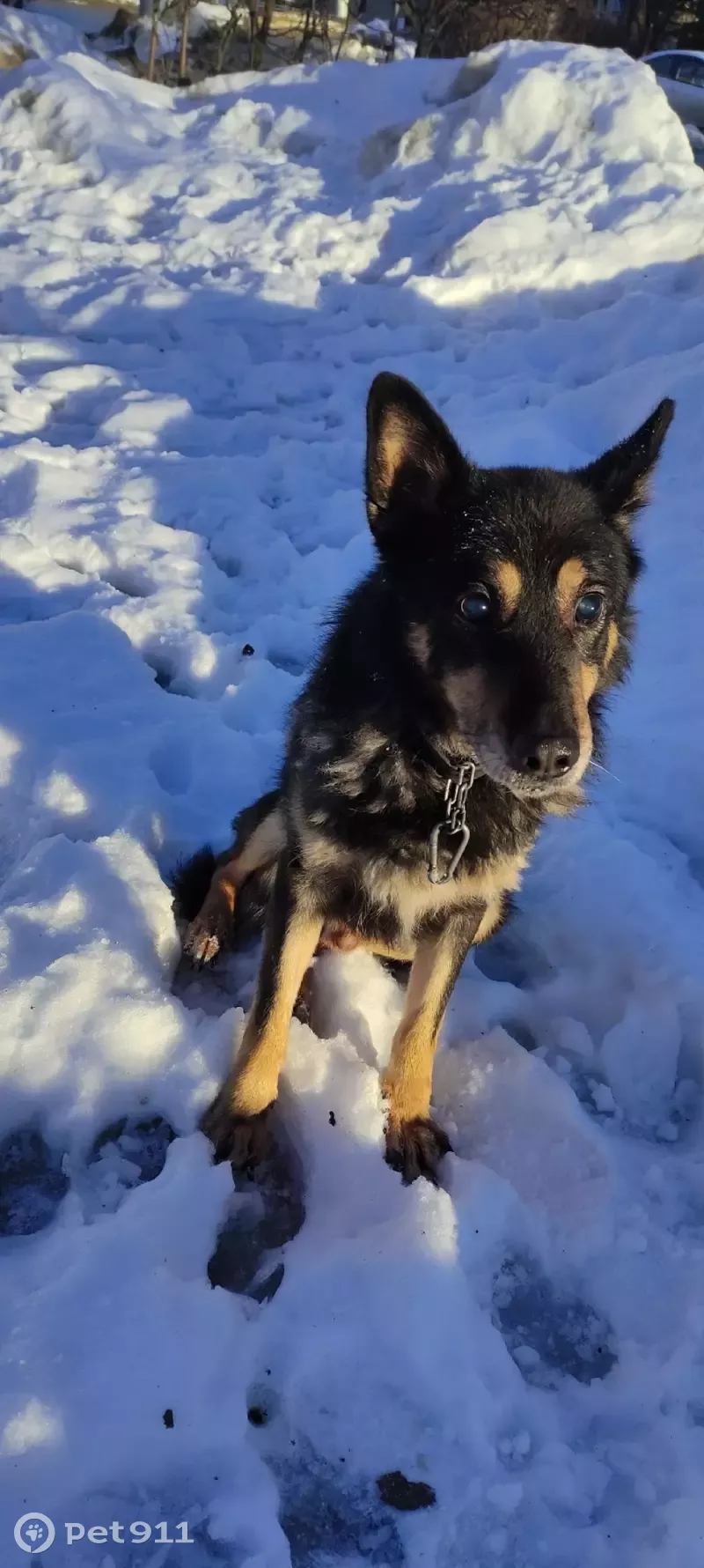 Найден старенький пёс на улице Горького, Владимир | Pet911.ru