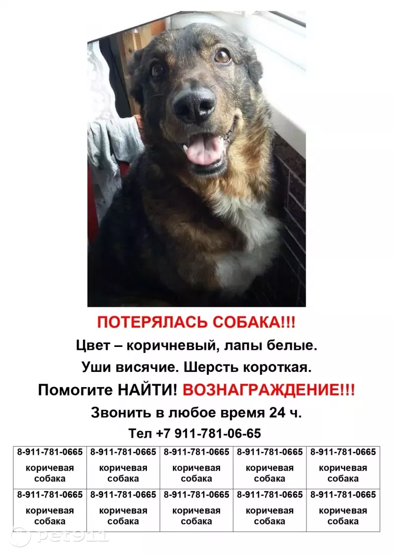 Пропала собака в СПб на Турку, проспект Славы 51, помогите! | Pet911.ru